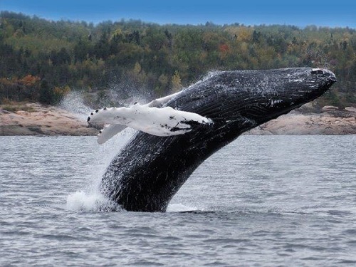 Tadoussac whalewatching